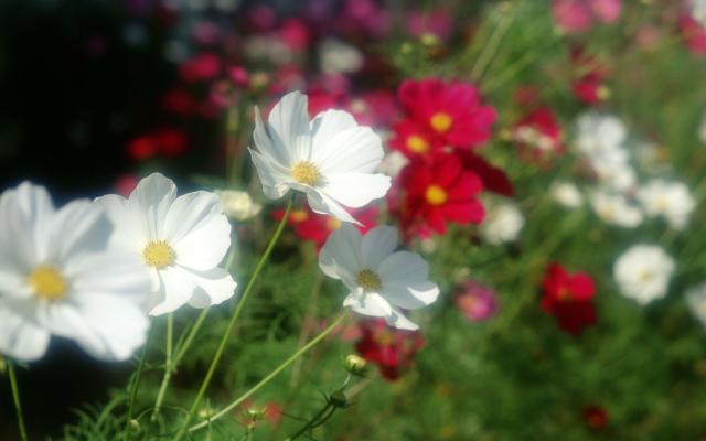 Цветы живые - фото 0076