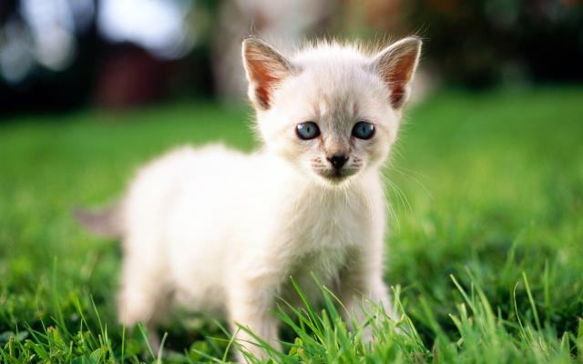 Кошки и котята, фотообои 0248 Кошки и котята - фото 0248