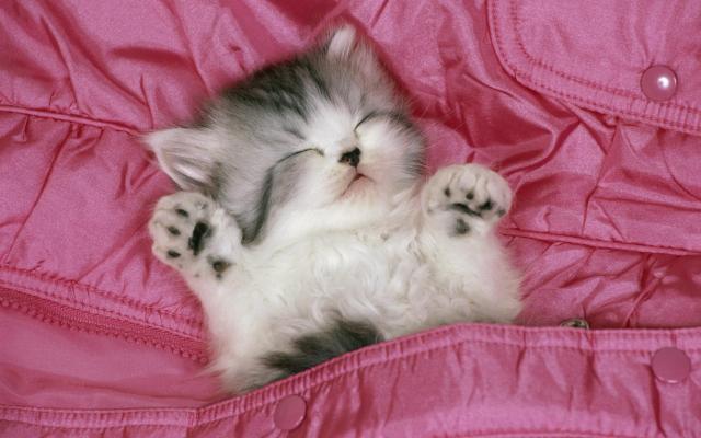 Кошки и котята, фотообои 0249 Кошки и котята - фото 0249