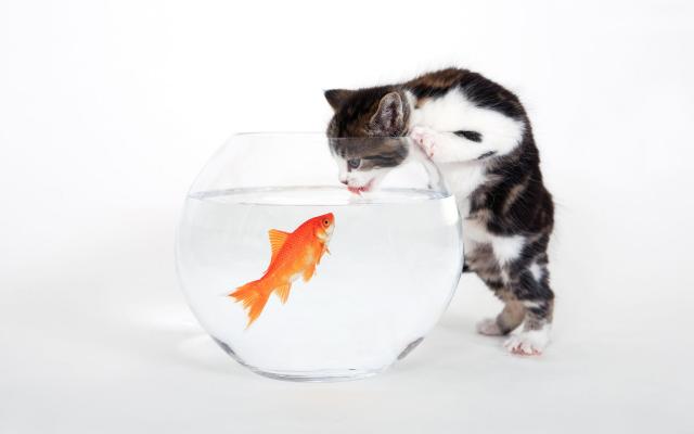 Кошки и котята, фотообои 0251 Кошки и котята - фото 0251