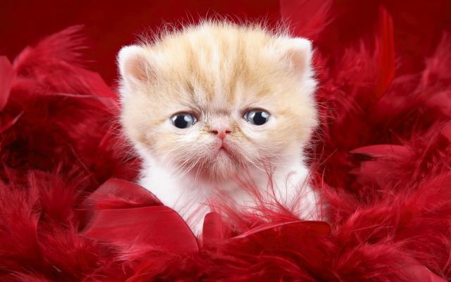 Кошки и котята, фотообои 0252 Кошки и котята - фото 0252