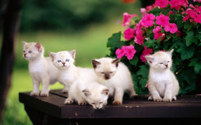 Кошки и котята, фотообои 0254 Кошки и котята - фото 0254