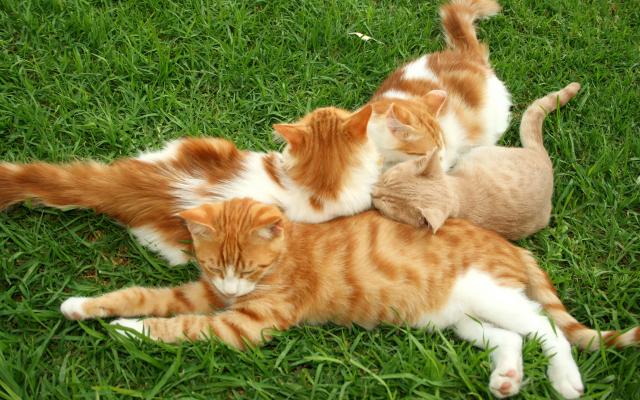 Кошки и котята, фотообои 0260 Кошки и котята - фото 0260
