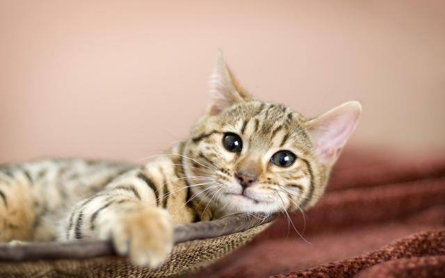 Кошки и котята, фотообои 0263 Кошки и котята - фото 0263