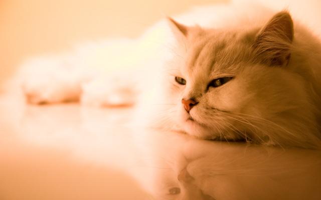 Кошки и котята, фотообои 0266 Кошки и котята - фото 0266