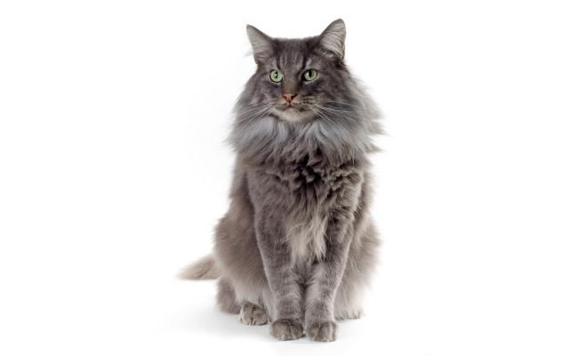 Кошки и котята, фотообои 0268 Кошки и котята - фото 0268