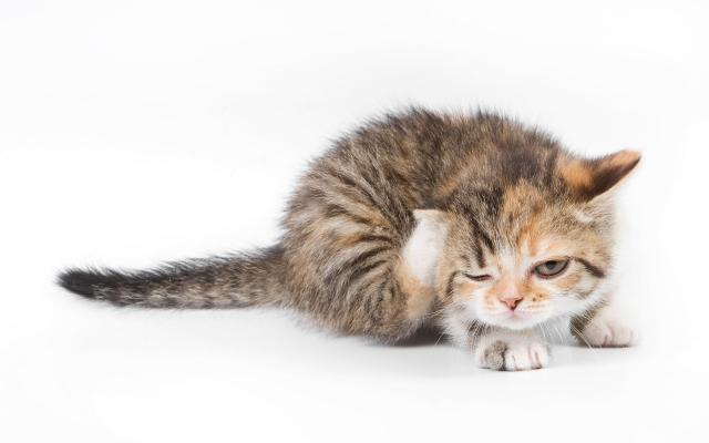 Кошки и котята, фотообои 0274 Кошки и котята - фото 0274
