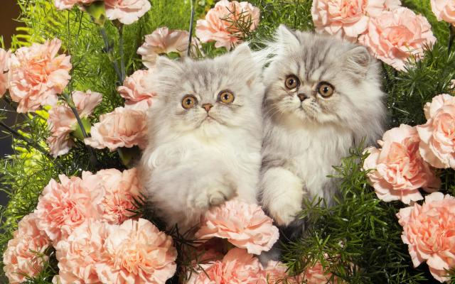 Кошки и котята, фотообои 0277 Кошки и котята - фото 0277