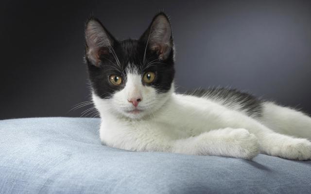 Кошки и котята, фотообои 0278 Кошки и котята - фото 0278