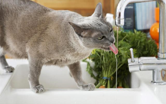 Кошки и котята, фотообои 0279 Кошки и котята - фото 0279