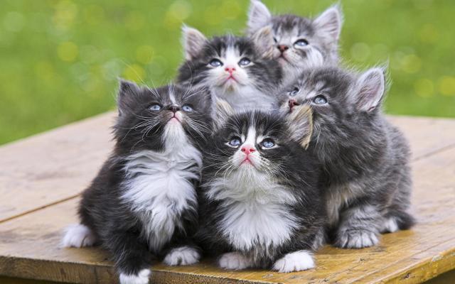 Кошки и котята, фотообои 0280 Кошки и котята - фото 0280