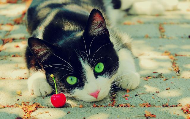 Кошки и котята, фотообои 0283 Кошки и котята - фото 0283