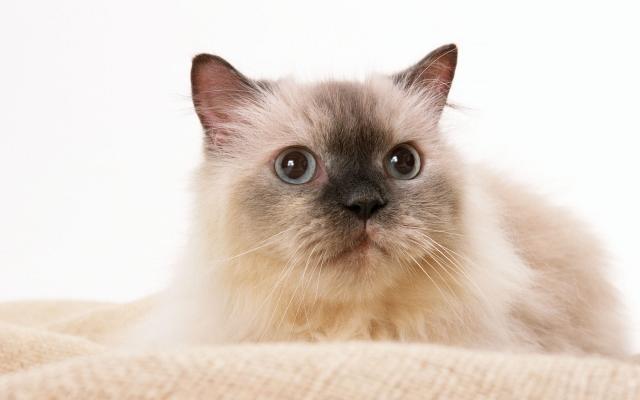 Кошки и котята, фотообои 0285 Кошки и котята - фото 0285
