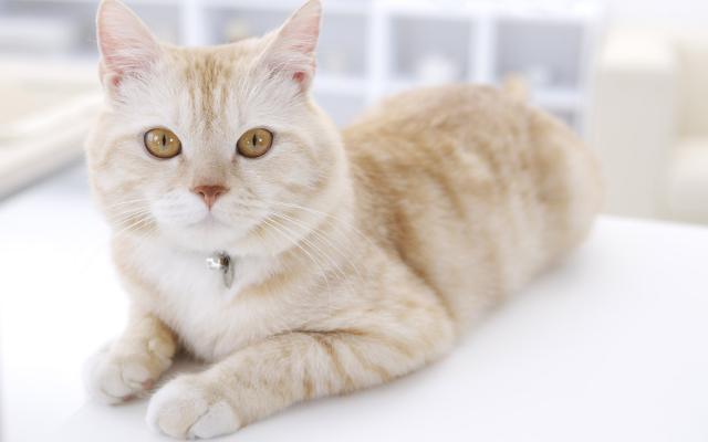 Кошки и котята, фотообои 0287 Кошки и котята - фото 0287