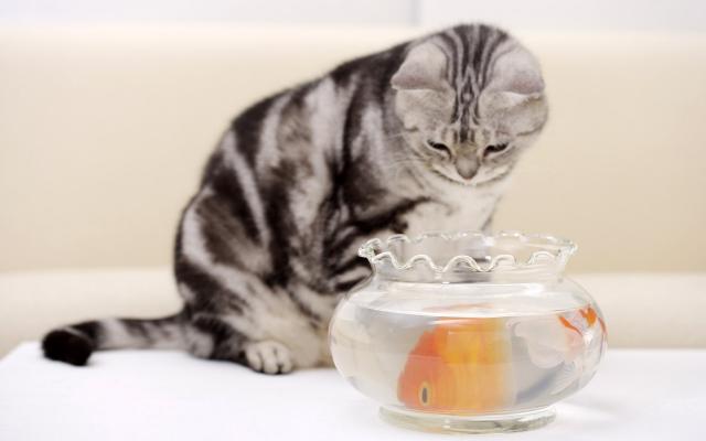 Кошки и котята, фотообои 0290 Кошки и котята - фото 0290