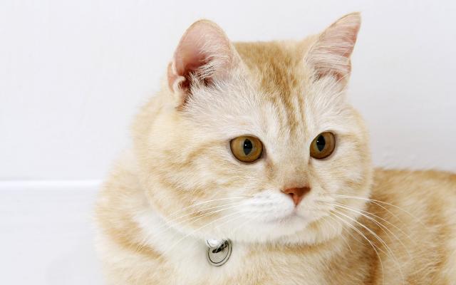Кошки и котята, фотообои 0291 Кошки и котята - фото 0291