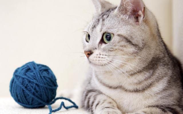 Кошки и котята, фотообои 0294 Кошки и котята - фото 0294