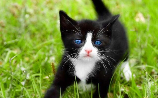 Кошки и котята, фотообои 0295 Кошки и котята - фото 0295