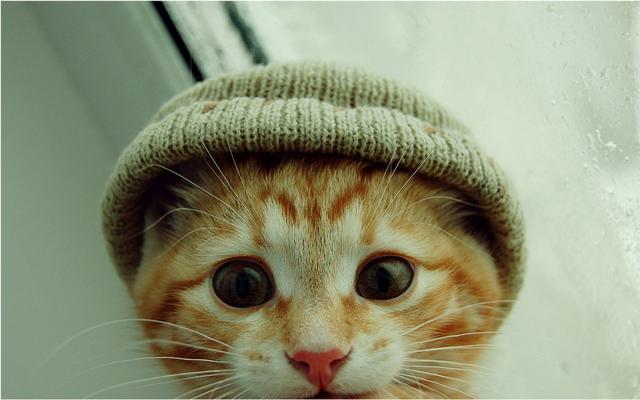 Кошки и котята, фотообои 0296 Кошки и котята - фото 0296