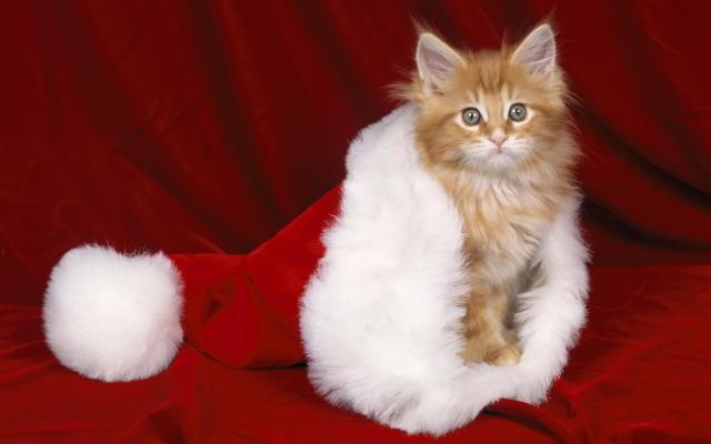 Кошки и котята, фотообои 0297 Кошки и котята - фото 0297