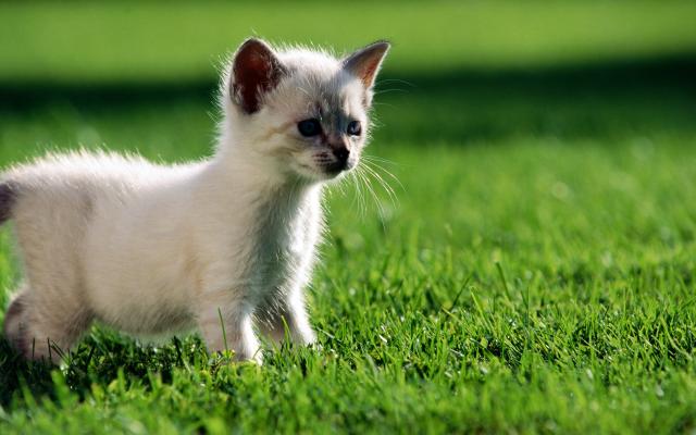 Кошки и котята, фотообои 0301 Кошки и котята - фото 0301