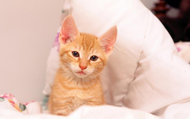 Кошки и котята, фотообои 0304 Кошки и котята - фото 0304