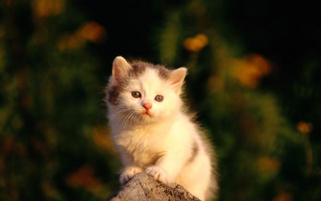 Кошки и котята, фотообои 0306 Кошки и котята - фото 0306