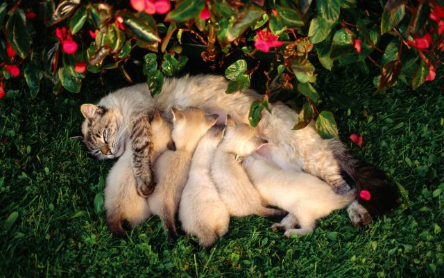 Кошки и котята, фотообои 0307 Кошки и котята - фото 0307