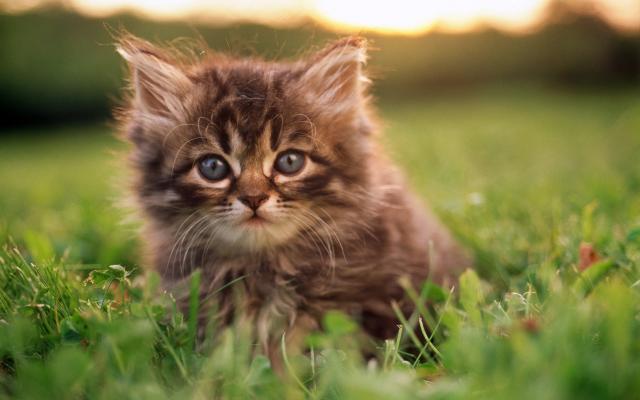 Кошки и котята, фотообои 0308 Кошки и котята - фото 0308