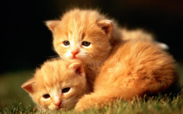 Кошки и котята, фотообои 0309 Кошки и котята - фото 0309