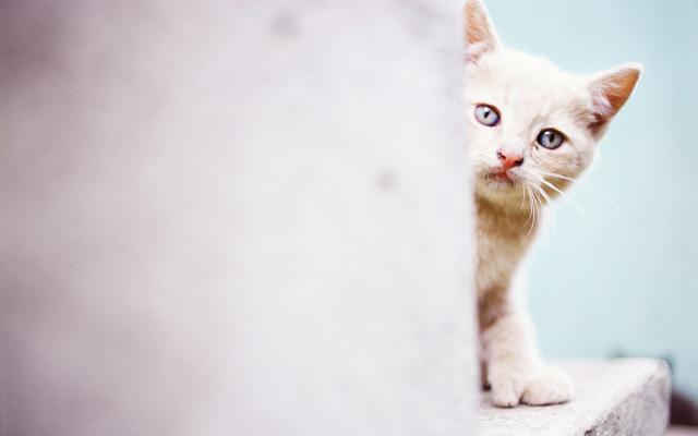 Кошки и котята, фотообои 0310 Кошки и котята - фото 0310