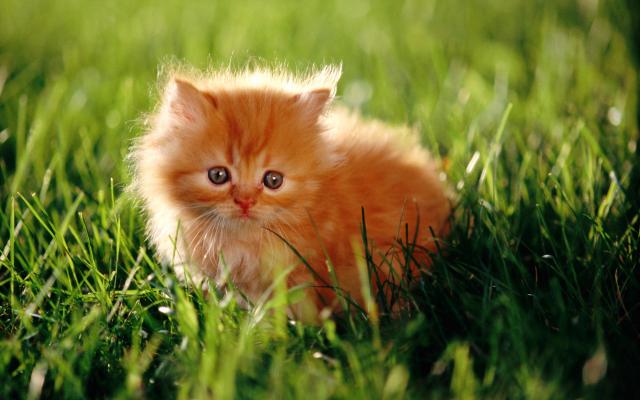 Кошки и котята, фотообои 0311 Кошки и котята - фото 0311
