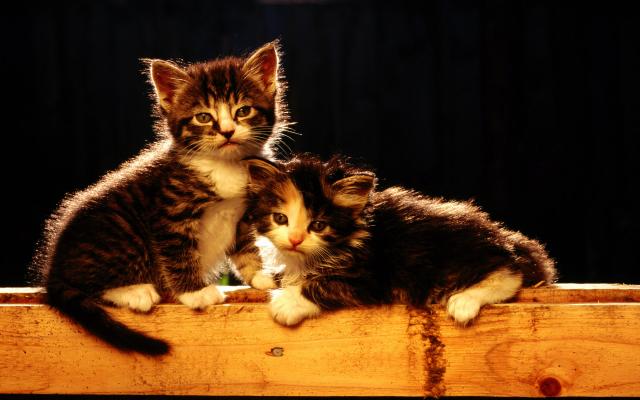 Кошки и котята, фотообои 0314 Кошки и котята - фото 0314