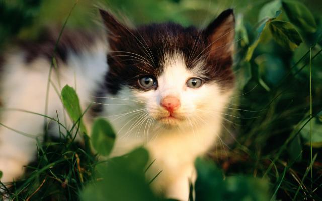 Кошки и котята, фотообои 0319 Кошки и котята - фото 0319