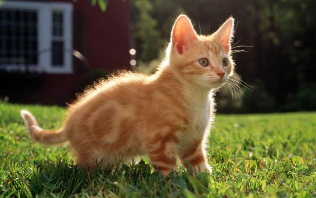 Кошки и котята, фотообои 0320 Кошки и котята - фото 0320