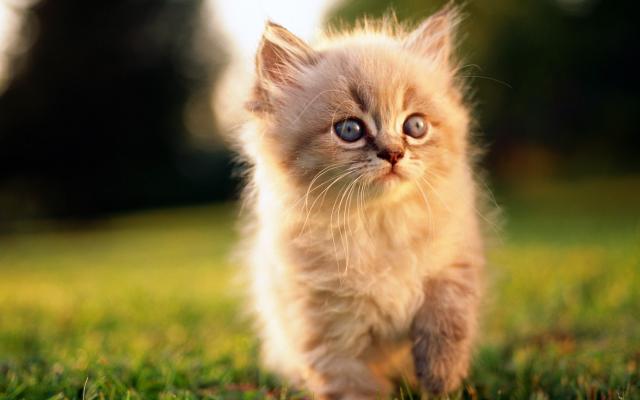 Кошки и котята, фотообои 0323 Кошки и котята - фото 0323